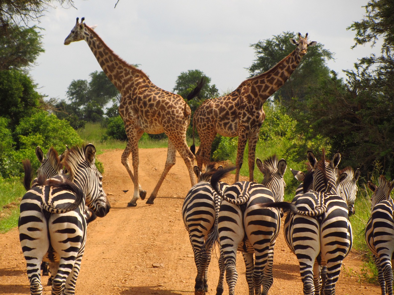 safari tanzanie